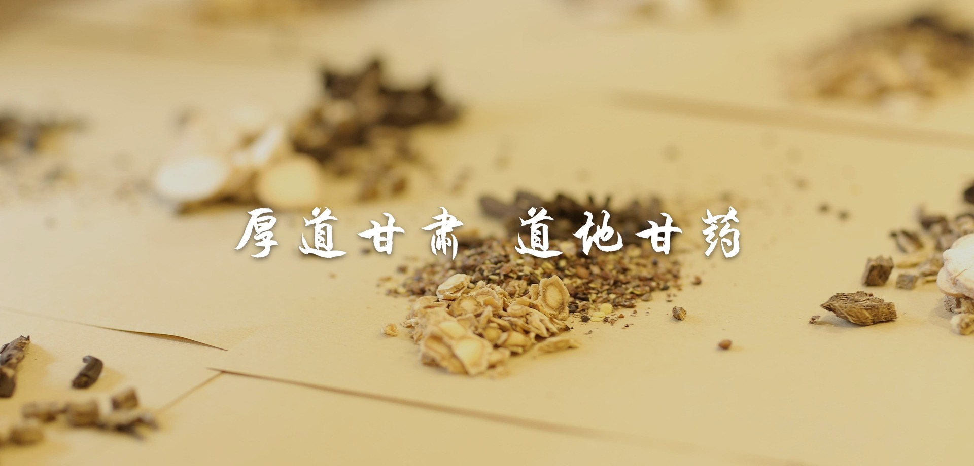 厚道甘肃 道地中药